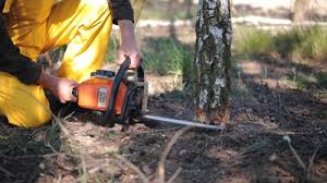 Professional Tree Removal and Landscaping Services in Kerrville, TX